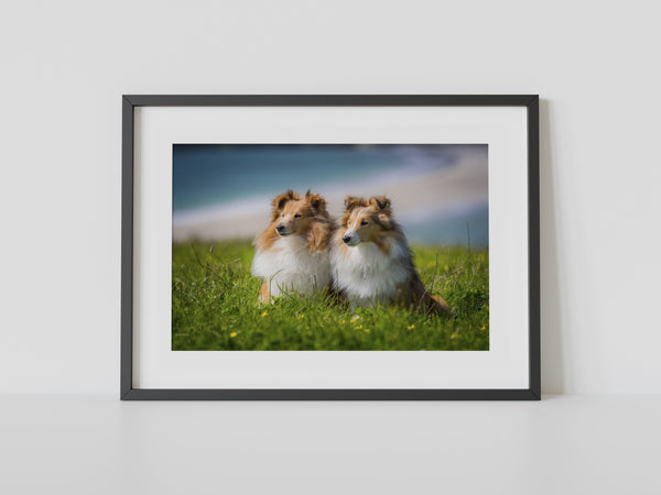 Shetland Sheepdogs at St Ninian’s Isle