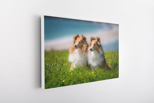 Shetland Sheepdogs at St Ninian’s Isle