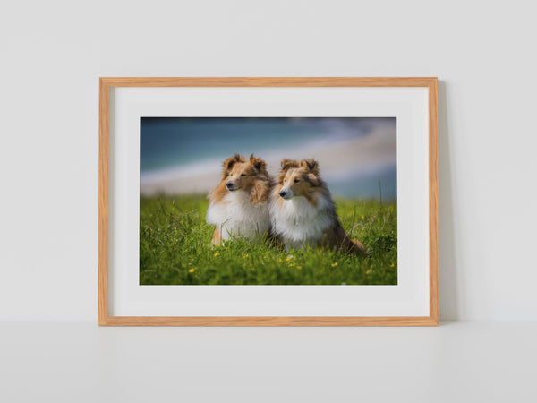 Shetland Sheepdogs at St Ninian’s Isle