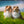 Load image into Gallery viewer, Shetland Sheepdogs at St Ninian’s Isle