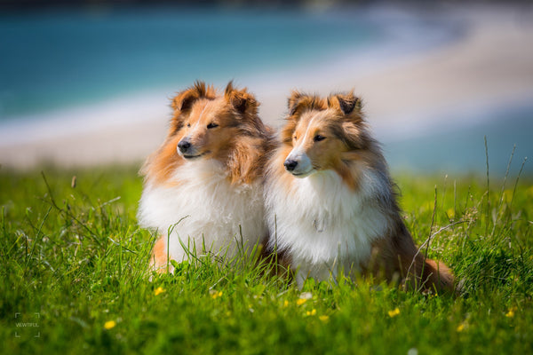Shetland Sheepdogs at St Ninian’s Isle