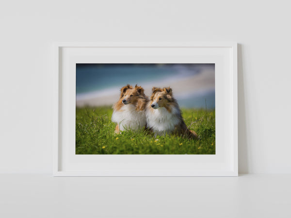 Shetland Sheepdogs at St Ninian’s Isle