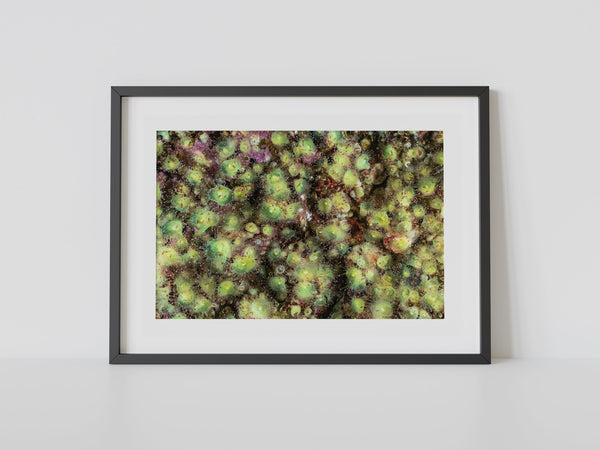 A scorpion in the jewels