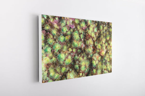 A scorpion in the jewels