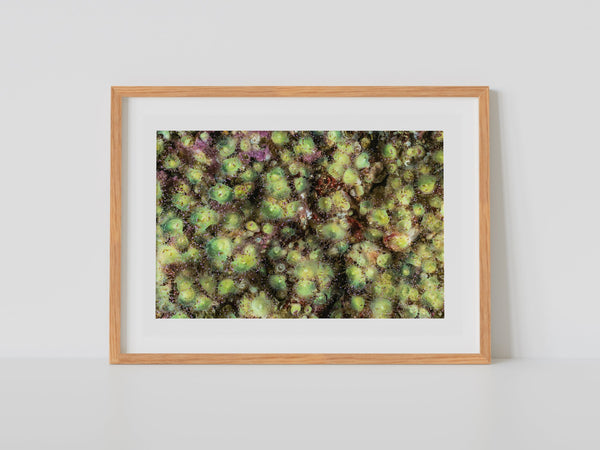 A scorpion in the jewels