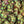 Load image into Gallery viewer, A scorpion in the jewels