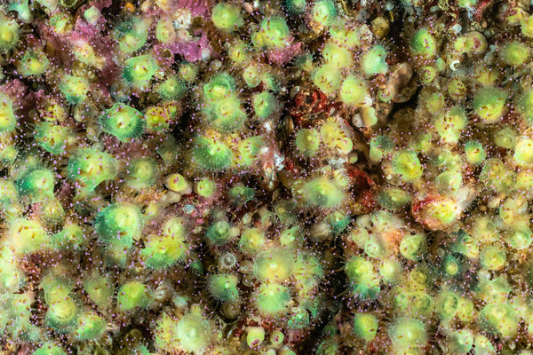 A scorpion in the jewels