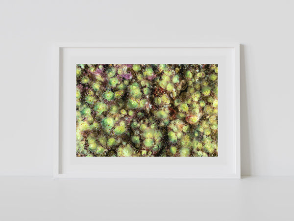 A scorpion in the jewels