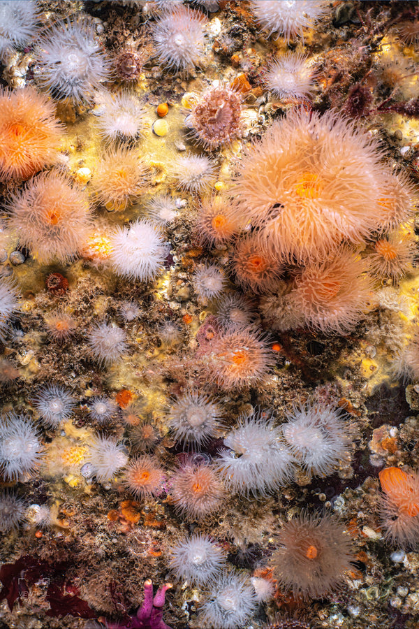 Anemones Galore