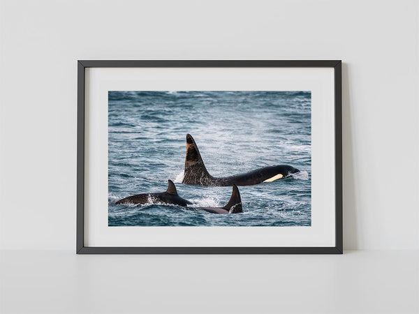 Orcas
