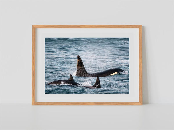 Orcas