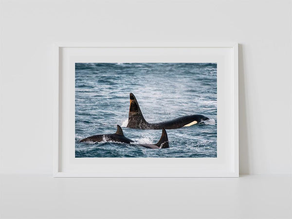 Orcas