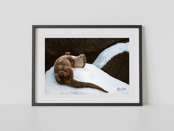 Otter in the Snow