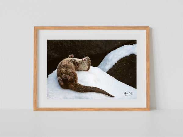 Otter in the Snow