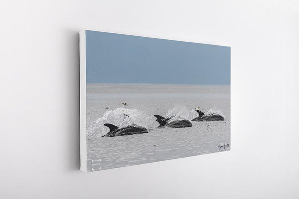 White-beaked Dolphins