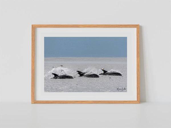 White-beaked Dolphins