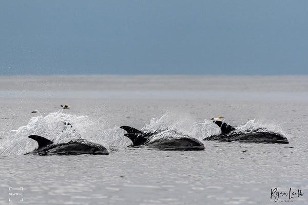 White-beaked Dolphins