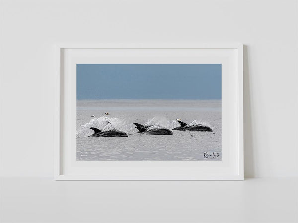 White-beaked Dolphins