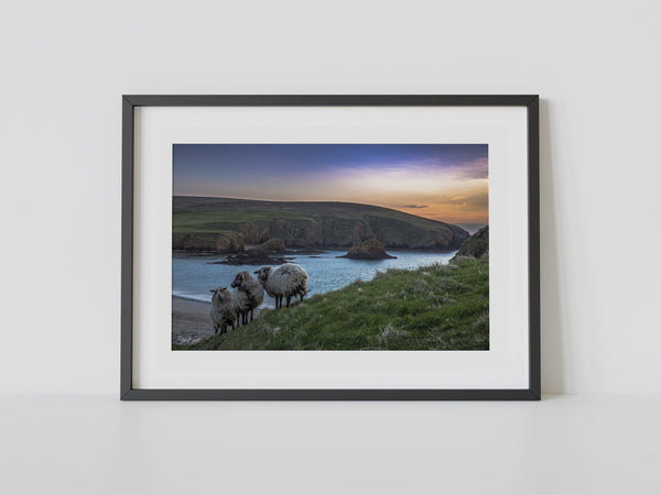 Ewes at Peerie Spiggie