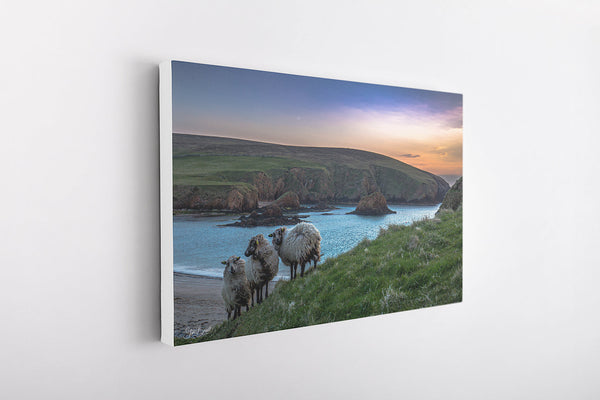 Ewes at Peerie Spiggie