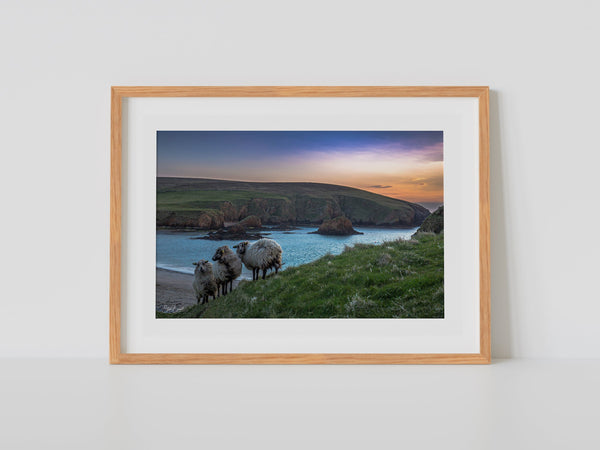 Ewes at Peerie Spiggie