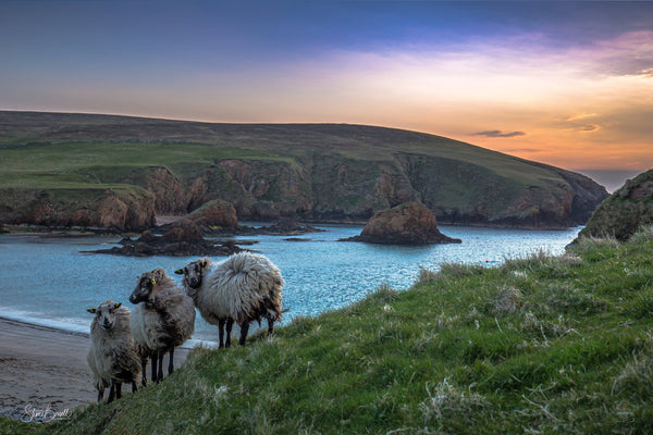 Ewes at Peerie Spiggie