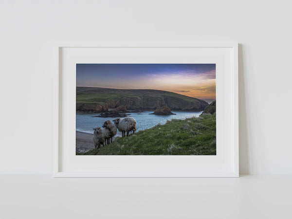 Ewes at Peerie Spiggie