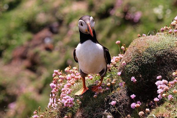 Puffin in the Pink