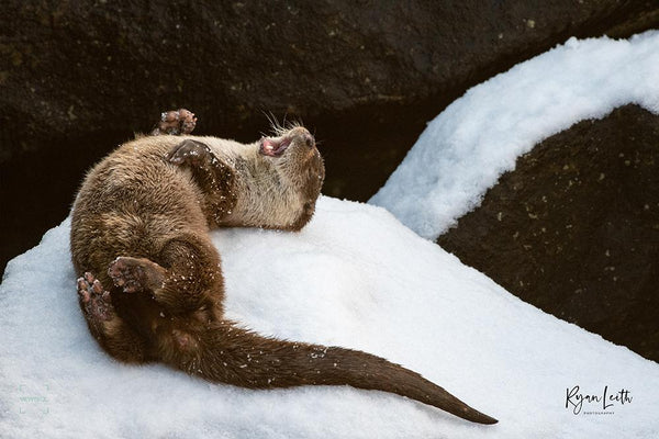 Otter in the Snow