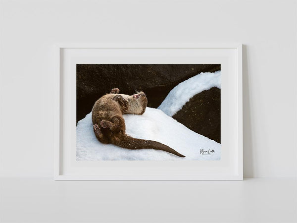 Otter in the Snow