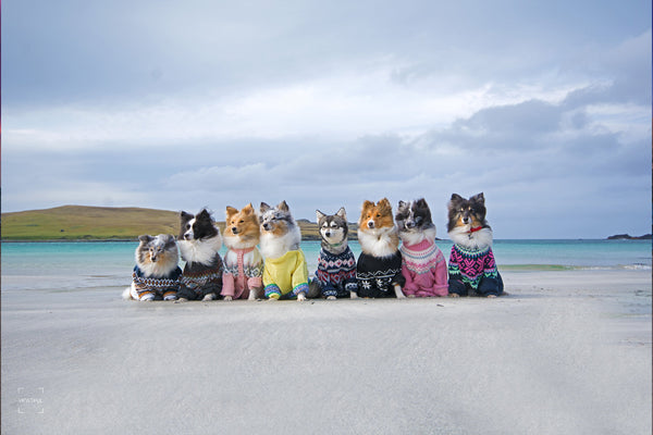 Dogs in Fair Isle Jumpers
