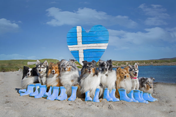 Shetland Flag Shelties